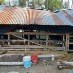 আগৈলঝাড়ায় ঝড়ে গাছ ভেঙ্গে এক নারী আহত