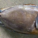 কুয়াকাটায় জেলের জালে ধরা পড়ল বিরল ‘ব্রাউন সার্জনফিশ’