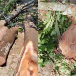 ইউনিয়ন পরিষদের গাছ কেটে বাড়িতে নিয়ে গেলেন যুবলীগ কর্মী