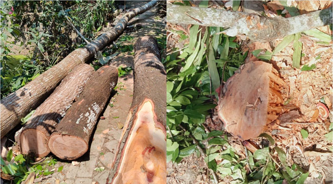 ইউনিয়ন পরিষদের গাছ কেটে বাড়িতে নিয়ে গেলেন যুবলীগ কর্মী