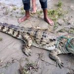 পদ্মা নদী থেকে বিলুপ্তপ্রায় মিঠা পানির কুমির আটক