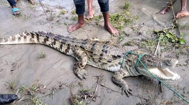 পদ্মা নদী থেকে বিলুপ্তপ্রায় মিঠা পানির কুমির আটক