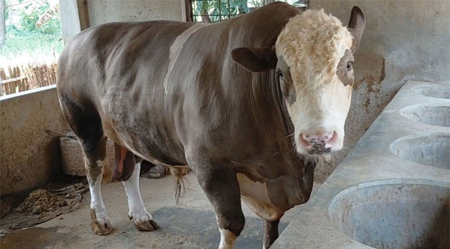 ১৩০০ কেজির ষাঁড় ‘নেইমার’