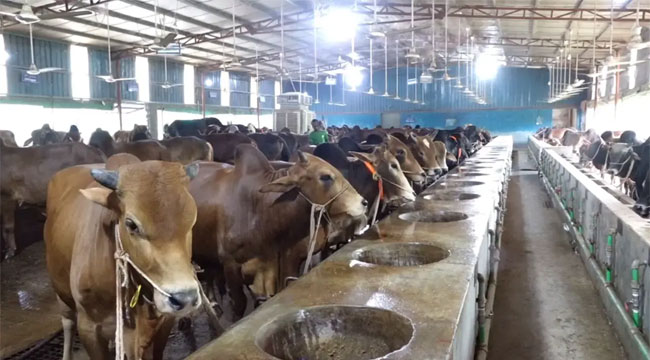 ব্যস্ত সময় পার করছেন বরিশালের খামারিরা