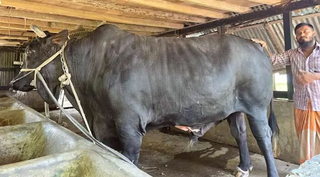 খালেদা জিয়াকে উপহার দেওয়া সেই কালো মানিক বিক্রির অপেক্ষায়