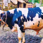 কাউখালীর ‘জমিদার’, দাম ছয় লাখ টাকা