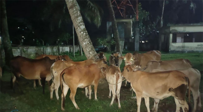 মেহেন্দিগঞ্জে মালিকবিহীন ২৬ গরু উদ্ধার