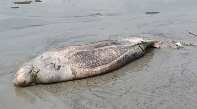 কুয়াকাটা সৈকতে ভেসে এলো মৃত ইরাবতী ডলফিন