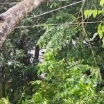 কালবৈশাখীর তাণ্ডবে লণ্ডভণ্ড মেহেন্দিগঞ্জ, বিদ্যুৎহীন বহু এলাকা
