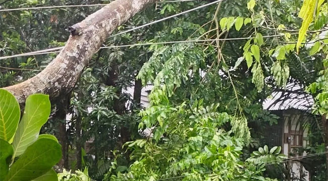 কালবৈশাখীর তাণ্ডবে লণ্ডভণ্ড মেহেন্দিগঞ্জ, বিদ্যুৎহীন বহু এলাকা