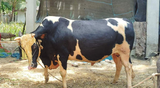 ‘বাদশা বাবু-ভয়ংকর’ কোরবানির হাটে অবিক্রীত, ফিরল খামারে
