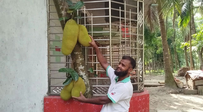 বাবুগঞ্জে বসতঘরের ভেতরে গাছে ঝুলছে কাঁঠাল