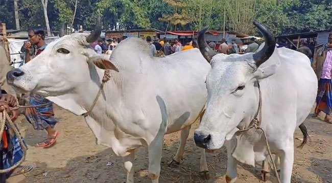 ভারতীয় পশুর প্রবেশ ঠেকাতে সীমান্তে কড়াকড়ি