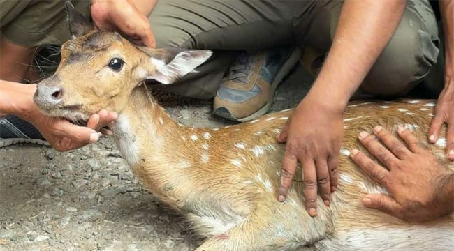 হঠাৎ লোকালয়ে জোড়া হরিণ, সুন্দরবনে অবমুক্ত
