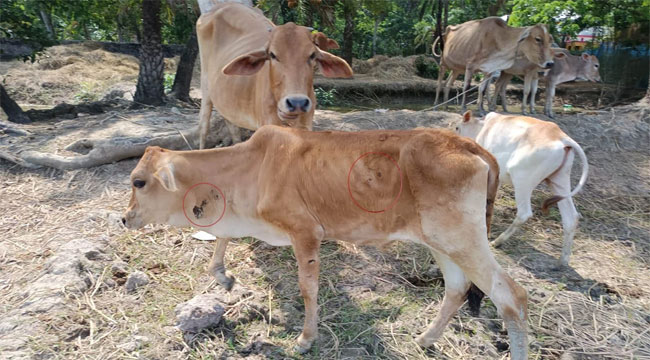 মির্জাগঞ্জে লাম্পি স্কিন রোগে শতাধিক বাছুরের মৃত্যু
