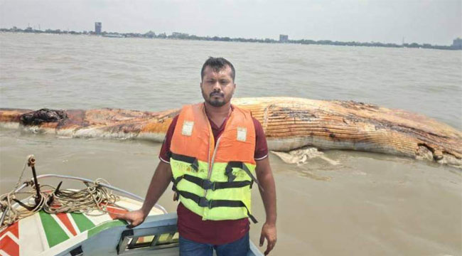 কুয়াকাটা-সংলগ্ন বঙ্গোপসাগরে ভাসছে বিশাল আকৃতির বেলিন তিমি