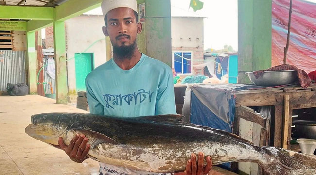 কুয়াকাটায় জেলেদের জালে ২০ কেজির সামুদ্রিক শোল মাছ