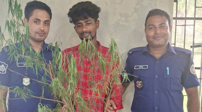 কাউখালীতে গাঁজা গাছসহ মাদক ব্যবসায়ী গ্রেফতার