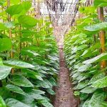 স্থানীয় চাহিদা মিটিয়ে মধ্যপ্রাচ্য ও ইউরোপে যাচ্ছে বরিশালের পান