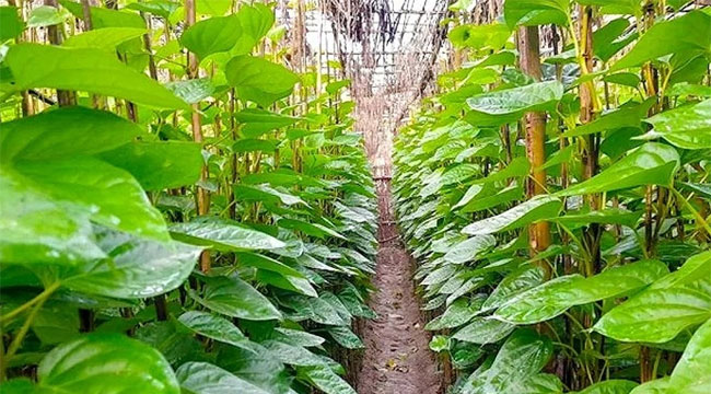 স্থানীয় চাহিদা মিটিয়ে মধ্যপ্রাচ্য ও ইউরোপে যাচ্ছে বরিশালের পান