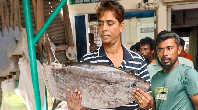 কুয়াকাটায় জেলেদের জালে বিরল সানফিশ