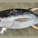 কুয়াকাটায় জেলের জালে ধরা পড়ল ২৯ কেজির বিরল ‘ইয়েলোফিন টুনা’