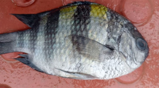 কুয়াকাটায় জেলেদের জালে বিরল ‘সার্জেন্ট মেজর’ ফিশ
