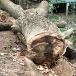 আগৈলঝাড়ায় ইউএনও’র নির্দেশের তোয়াক্কা না করে সরকারি গাছ কাটার অভিযোগ