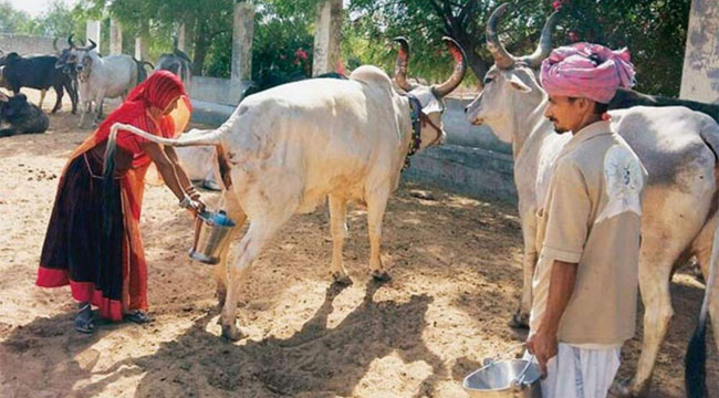 ভারতে সরকারিভাবে গোমূত্র সংগ্রহ শুরু, লিটারপ্রতি দাম ২০ রুপি