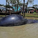বরগুনায় ভেসে এসেছে ৩০ ফুট দীর্ঘ মৃত তিমি
