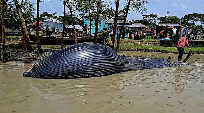 বরগুনায় ভেসে এসেছে ৩০ ফুট দীর্ঘ মৃত তিমি